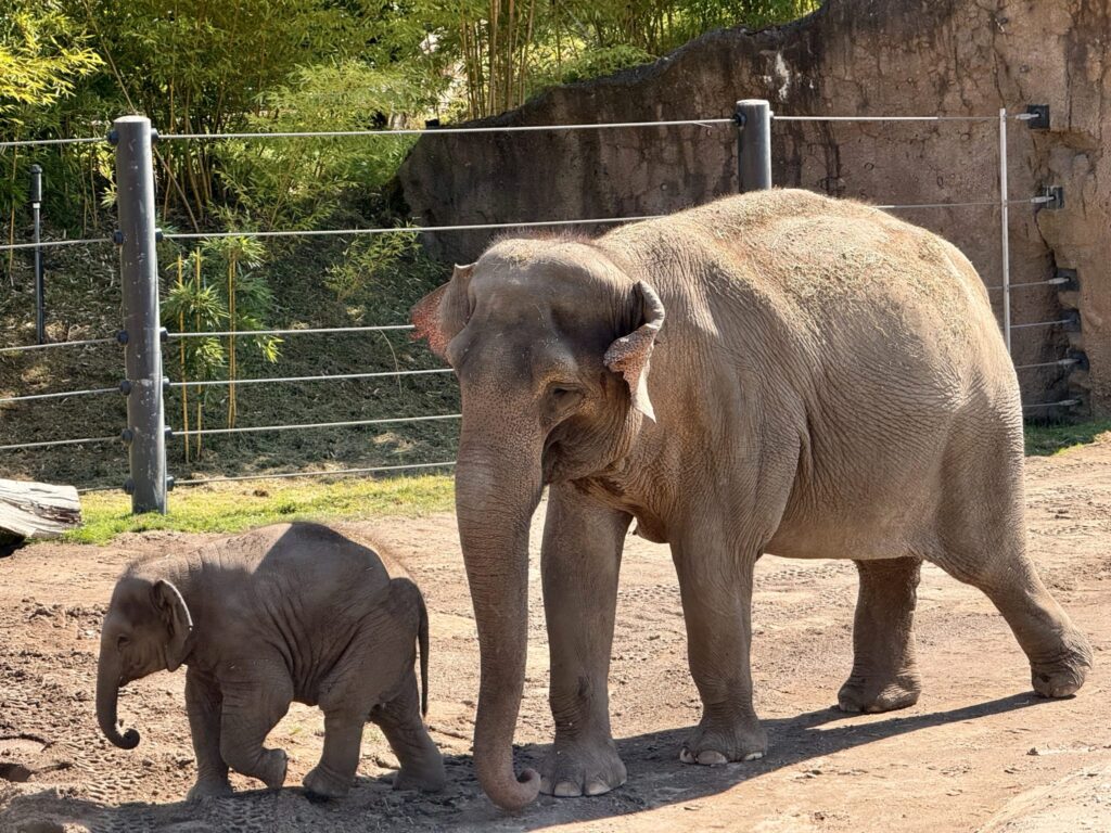 A mother elephant gently walks beside her baby at the Oregon Zoo, Portland. The baby stays close, a heartwarming moment of bonding and protection in the sunlit enclosure.