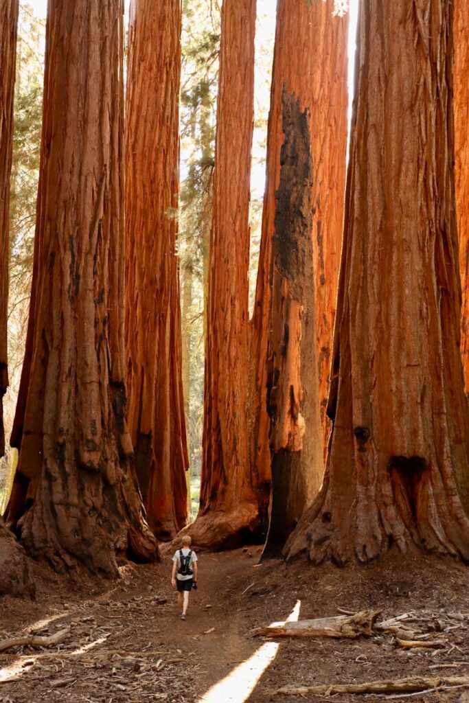 sequoia national park california united states